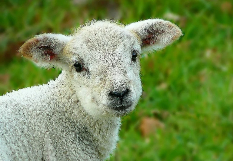 a close up of a sheep looking at the camera, by Edward Corbett, pixabay, renaissance, little kid, well edited, in a grassy field, aaaaaaaaaaaaaaaaaaaaaa