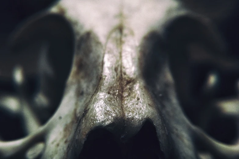 a close up of a skull of a animal, by Daniel Ljunggren, unsplash, digital art, unreal engine. retro film still, large nose, canine, 3 5 mm close up