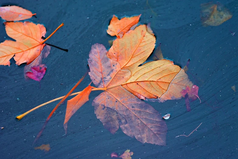 a group of leaves floating on top of a body of water, a macro photograph, by Tom Carapic, orange and blue colors, puddles, leaves twigs wood, beautiful wallpaper