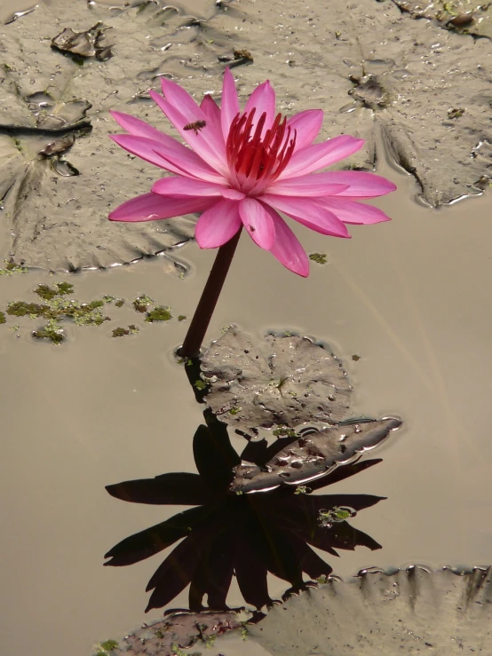 a pink flower sitting on top of a puddle of water, by Robert Brackman, flickr, hurufiyya, cambodia, reflecting pool, black lotus, crane