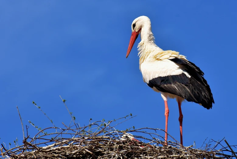 a white stork standing on top of a nest, by Werner Gutzeit, pixabay, mother, best on adobe stock, sitting in a crane, photograph credit: ap