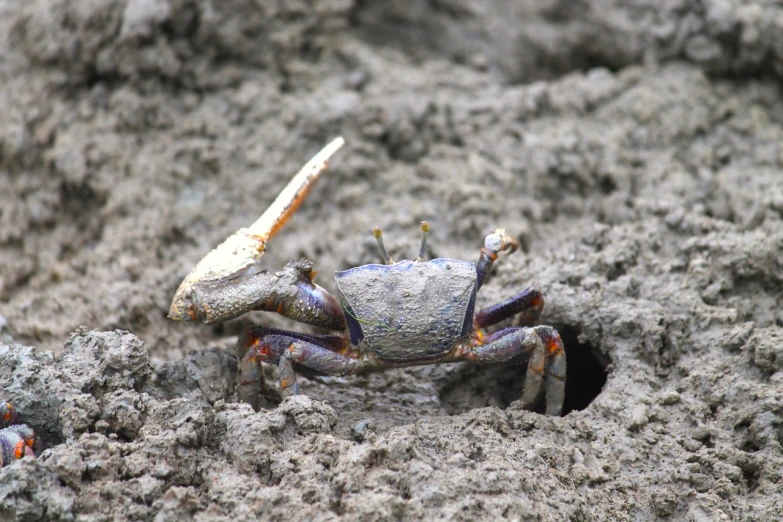 a crab crawling out of a hole in the sand, by Robert Brackman, flickr, hurufiyya, cobalt coloration, stuck in mud, male!!, climbing