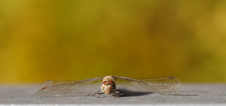 a close up of a dragonfly on a surface, by Dave Allsop, flickr, pareidolia, on a sunny day, backpfeifengesicht, photo taken with canon 5d