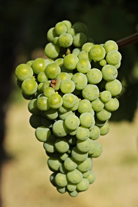 a bunch of green grapes hanging from a vine, figuration libre, close - up photo, high detail product photo, many small details, green pupills