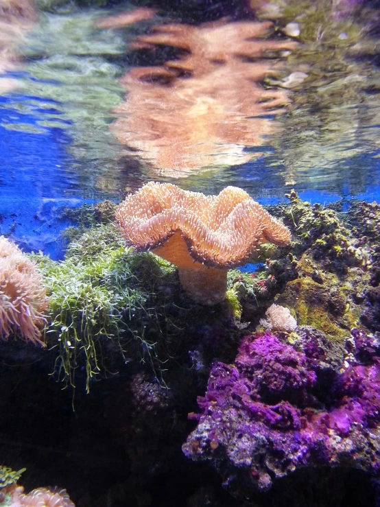 a close up of a sea anemone in an aquarium, a picture, romanticism, beautiful scenery, nature photo