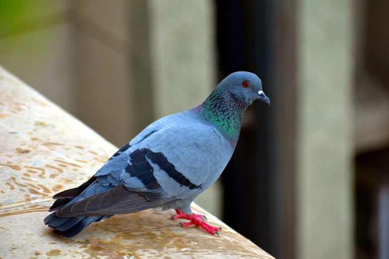 a close up of a pigeon on a ledge, a portrait, shutterstock, full body shot close up, outdoor photo, very sharp photo, img _ 9 7 5. raw