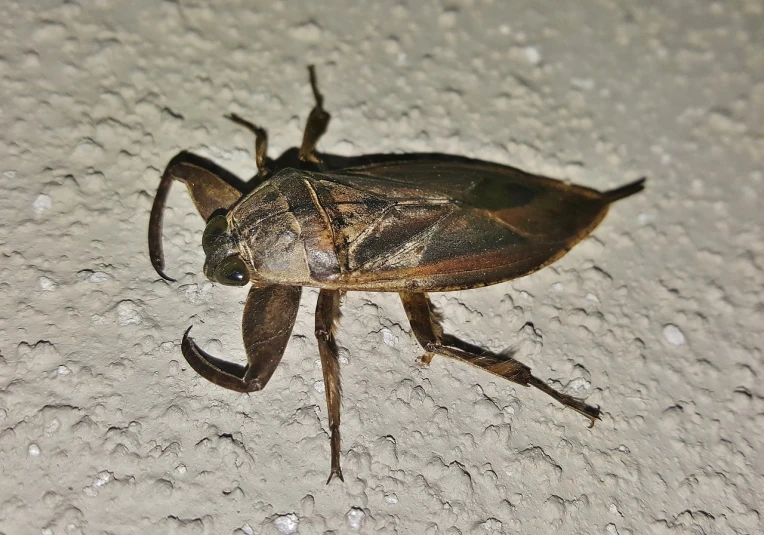 a bug that is sitting on the ground, by Robert Brackman, hurufiyya, at dusk!, at home, full round face!, nighttime!