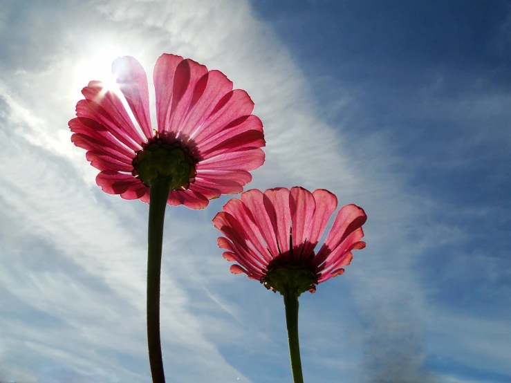 a couple of pink flowers sitting on top of a lush green field, a picture, by Jan Rustem, flickr, with two suns in the sky, giant daisy flowers head, low angle!!!!, beautiful flower