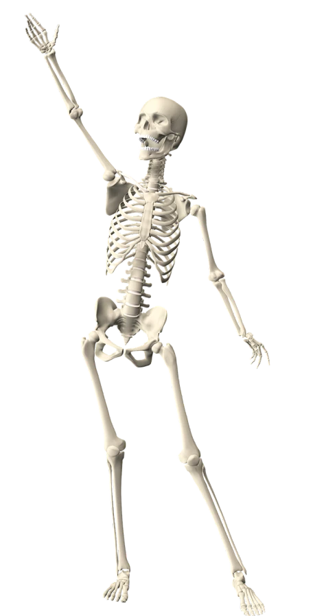 a black and white photo of a skeleton, a raytraced image, by Susan Heidi, waving, bendover posture, pose 4 of 1 6, fbx