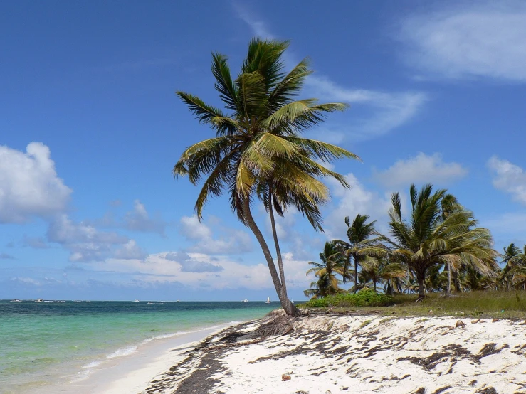 a couple of palm trees sitting on top of a sandy beach, a photo, hurufiyya, carribean white sand, conde nast traveler photo
