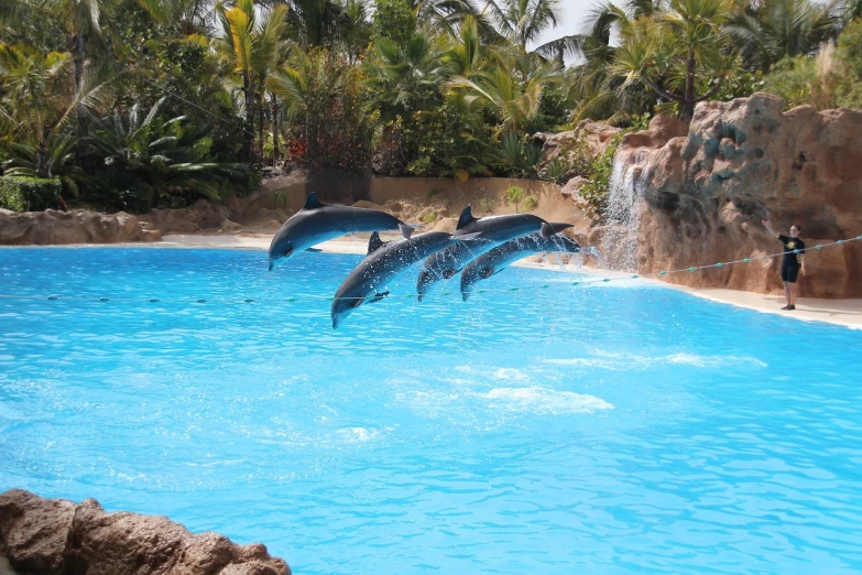 a group of dolphins jumping out of the water, a stock photo, arabesque, tropical pool, high quality image”