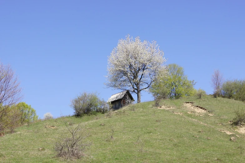 a tree sitting on top of a lush green hillside, by Muggur, renaissance, cherry blossums, rustic stone cabin in horizon, very beautiful photo, clear blue sky