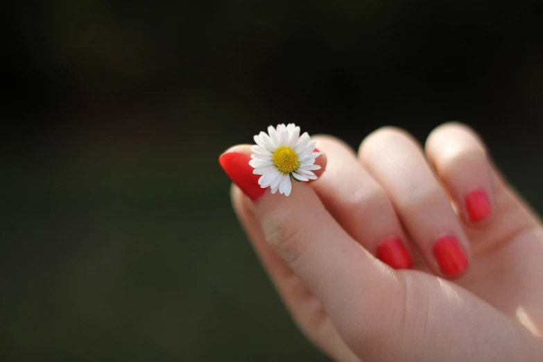 a close up of a person's hand holding a flower, neat nails, daisy, red colored, perfectly poised