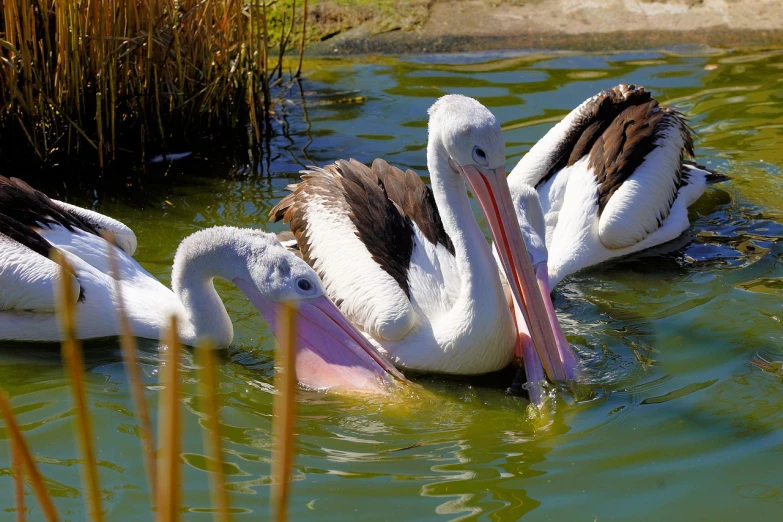 three pelicans swimming in a body of water, pixabay, pink white and green, on a hot australian day, cute decapodiformes, 50mm 4k