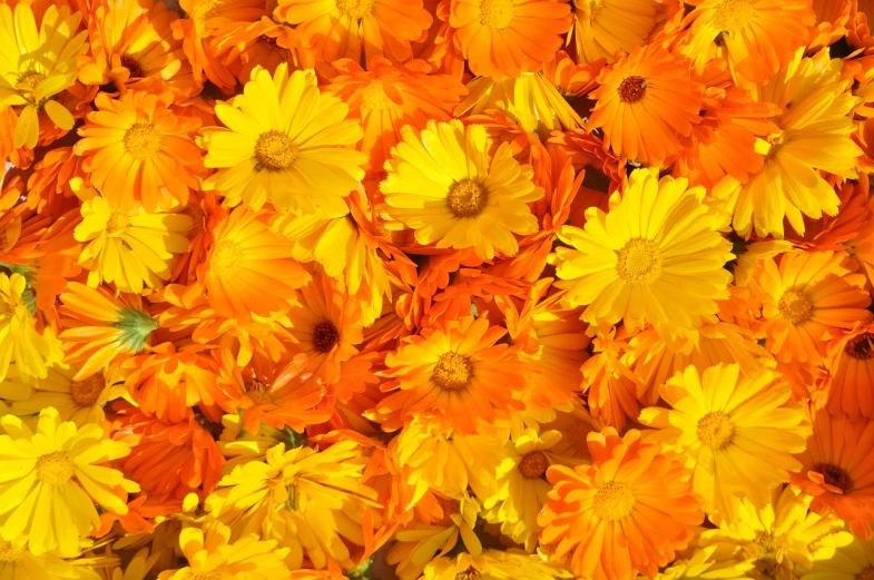 a close up of a bunch of yellow flowers, by Jan Rustem, pexels, vibrant orange, vibrant scattered light, 1 6 x 1 6, detiled
