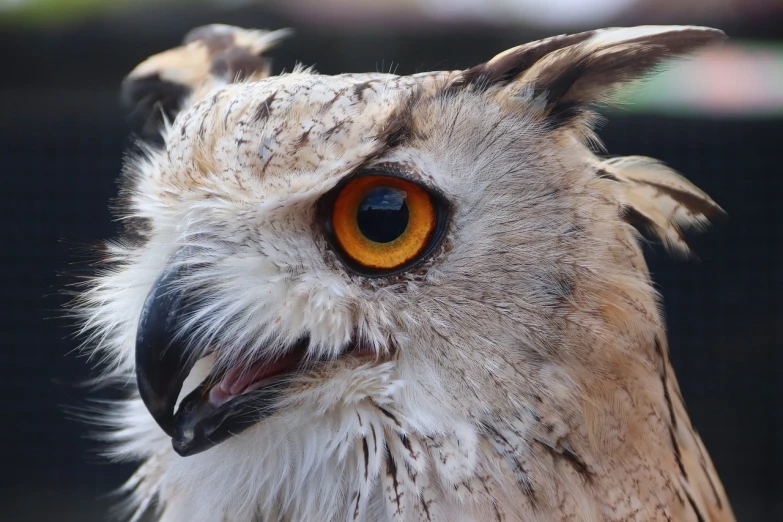 a close up of an owl with orange eyes, a picture, closeup photo