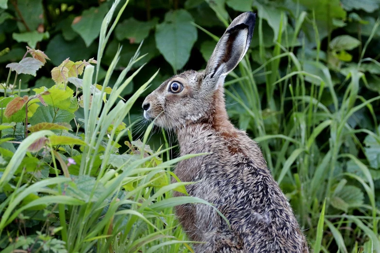 a rabbit that is sitting in the grass, a picture, by Dave Allsop, amongst foliage, long pointy ears, a tall, grey-eyed