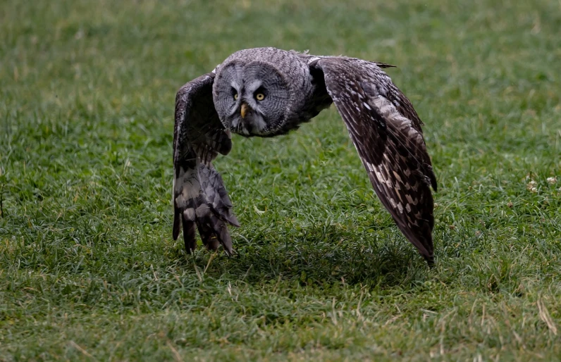 a large owl flying over a lush green field, a portrait, by Dave Allsop, flickr, in an action pose, grey, sports, pulling the move'the banshee '