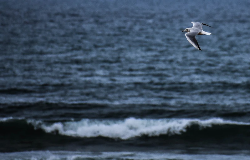 a seagull flying over a body of water, a picture, by Jesper Knudsen, short telephoto, surf photography, img_975.raw, adam varga