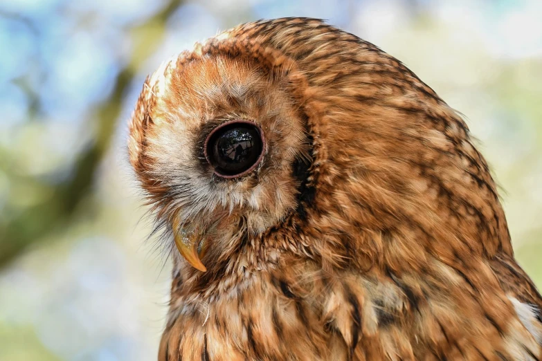 a close up of an owl with a blurry background, a portrait, photorealism, in the sun, extremely high detail!!, side of head, highley detailled face