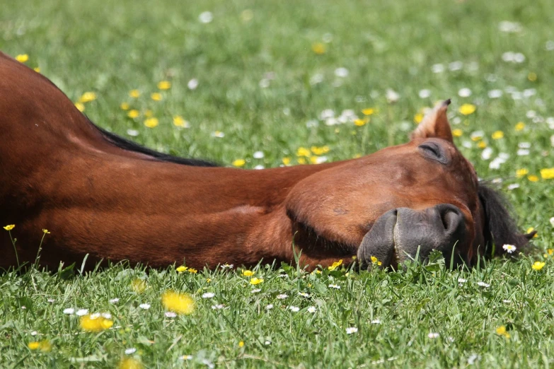 a brown horse laying on top of a lush green field, lying on a bed of daisies, having fun in the sun, high res, asleep