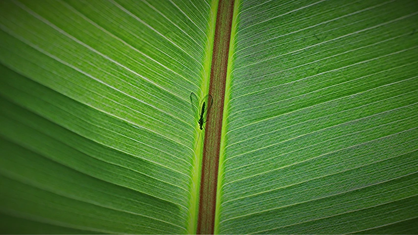 a close up of a large green leaf, by Jan Rustem, flickr, hurufiyya, looming over ant pov, palm lines, praying mantis, lone female