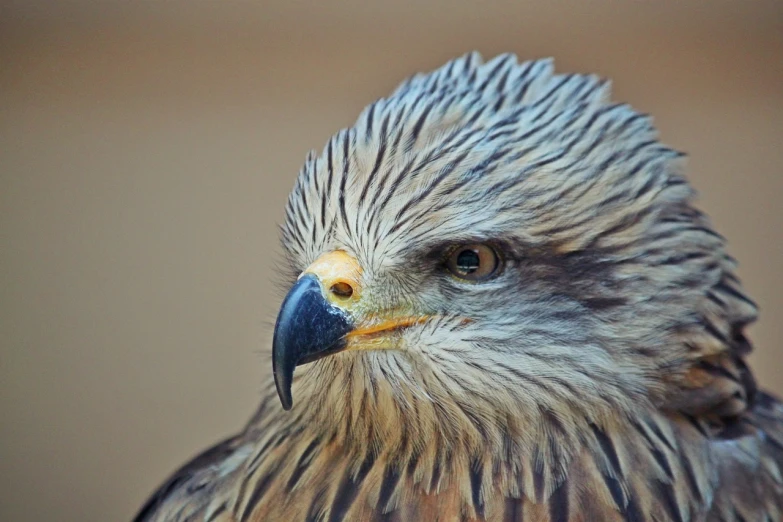 a close up of a bird of prey, a portrait, hurufiyya, with white streak in hair, half - length photo, heads of wooden of bird face, very sharp photo