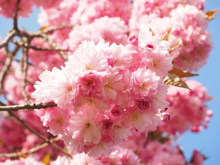 a close up of some pink flowers on a tree, by Shiba Kōkan, shutterstock, 🎀 🗡 🍓 🧚, 5 years old, close up of iwakura lain, ernst haekel