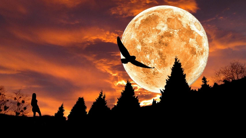 a bird flying in front of a full moon, a picture, by John Moonan, trending on pixabay, digital art, epic red - orange moonlight, forest and moon, perfect-full-shot, nite - owl