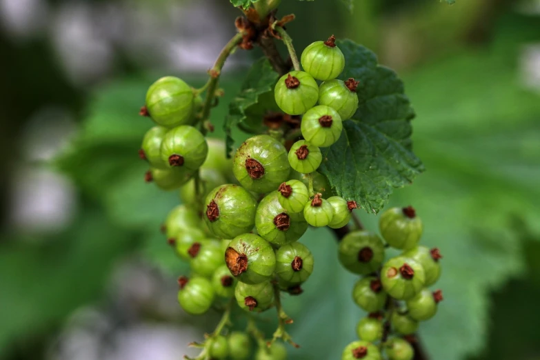 a bunch of green berries hanging from a tree, by Edward Corbett, flickr, wearing gilded ribes, just after rain, having a snack, scotland