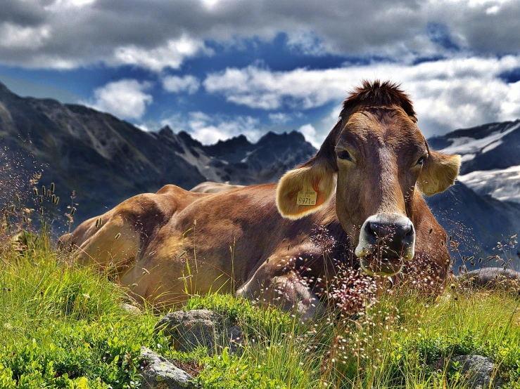 a cow that is laying down in the grass, by Matthias Weischer, pixabay contest winner, mountain, aaaaaaaaaaaaaaaaaaaaaa, shiny skin”, hdr photo