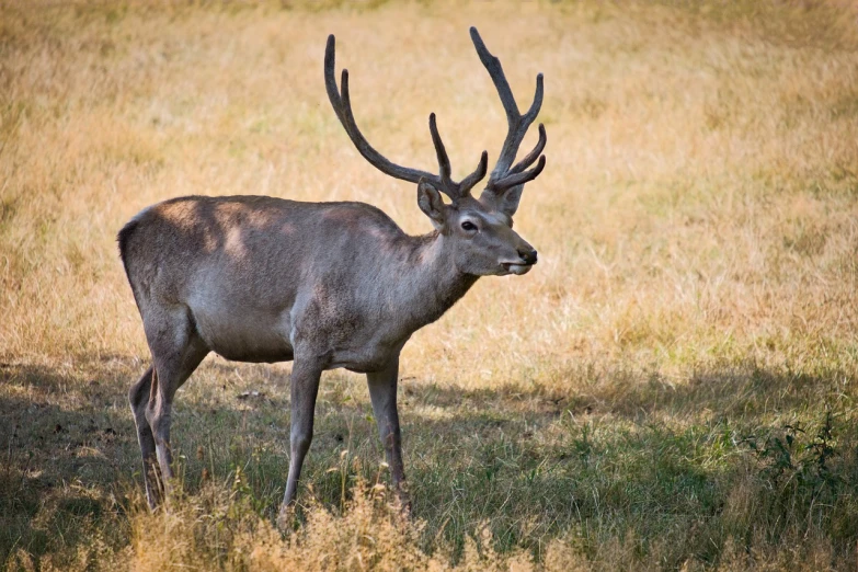 a deer that is standing in the grass, a portrait, by Jesper Knudsen, shutterstock, sword antlers, museum quality photo, elk, hd —h 1024