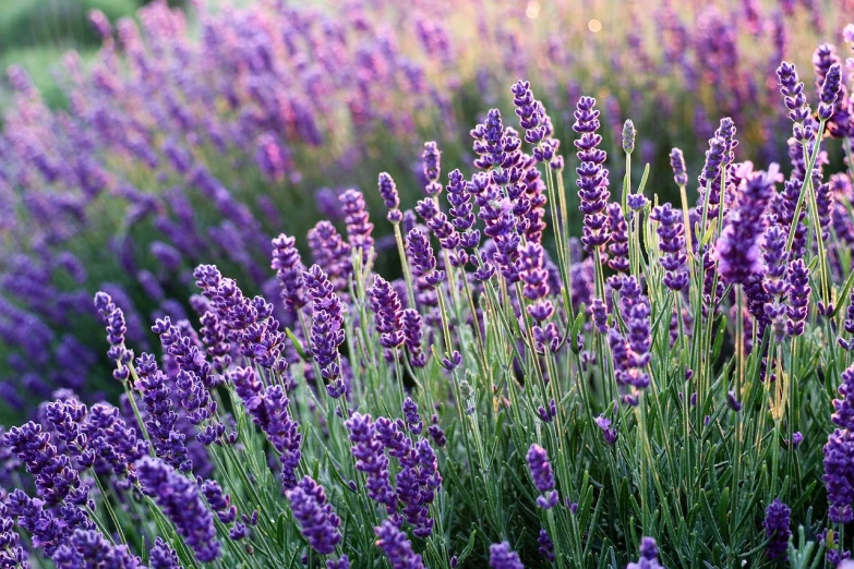 a close up of a bunch of purple flowers, lavender fields in full bloom, at dusk!, fragrant plants, best selling