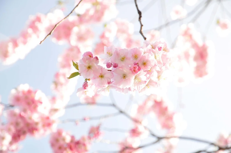 a close up of some pink flowers on a tree, by Maeda Masao, the sun is shining, cutecore, flower background, background is heavenly