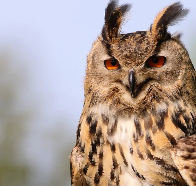 a close up of an owl with orange eyes, a portrait, by Edward Corbett, shutterstock, hurufiyya, zoomed out portrait of a duke, profile portrait, serious business, beautiful sunny day