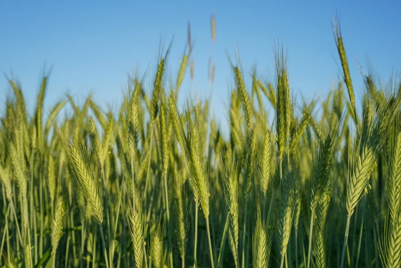 a field of green grass with a blue sky in the background, a portrait, malt, close up photo, ears, distant photo