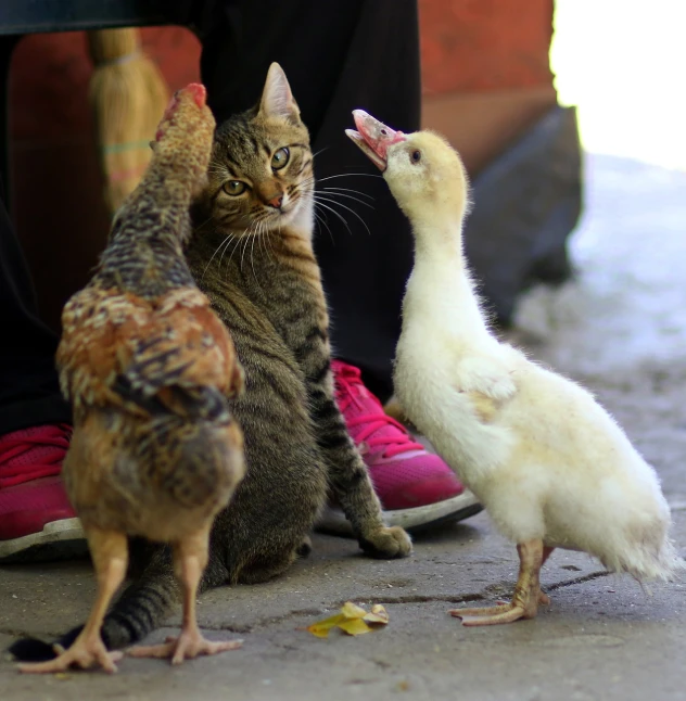 a cat and a chicken standing next to each other, by Judith Gutierrez, shutterstock, animals in the streets, duck, petting a cat, cuba