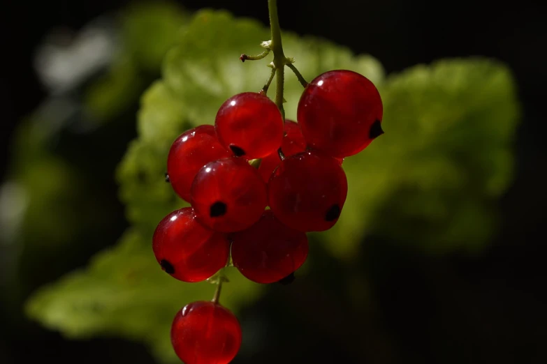 a close up of a bunch of red berries, a macro photograph, rasquache, midsummer, tail, flash photo, 8k))