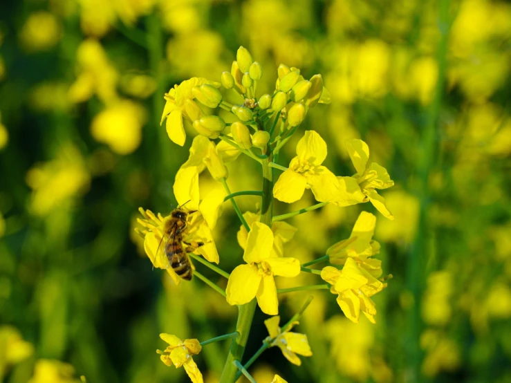 a bee sitting on top of a yellow flower, a photo, farmer, osr, biological photo, in a field with flowers