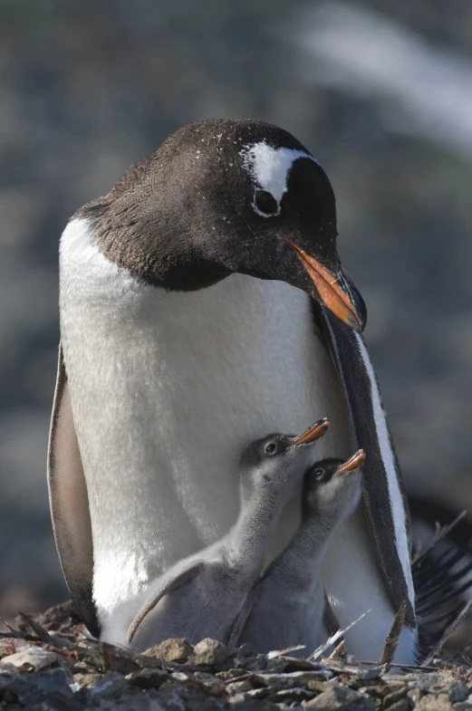 a couple of penguins standing next to each other, a portrait, by Dave Allsop, happening, closeup of the face, motherly, benjamin vnuk, in the sun