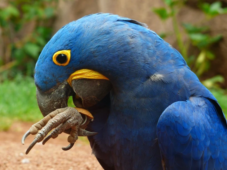 a blue parrot sitting on top of a dirt ground, a portrait, by Robert Brackman, pixabay contest winner, eating, wallpaper background, lapis lazuli, amazonian