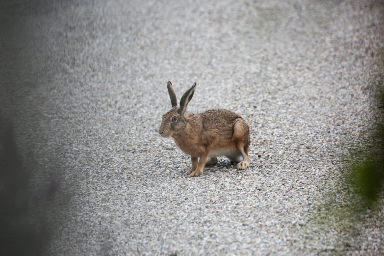 a rabbit standing in the middle of a gravel road, sōsaku hanga, high res photo, ferocious appearance, rabbit_bunny, very sharp photo