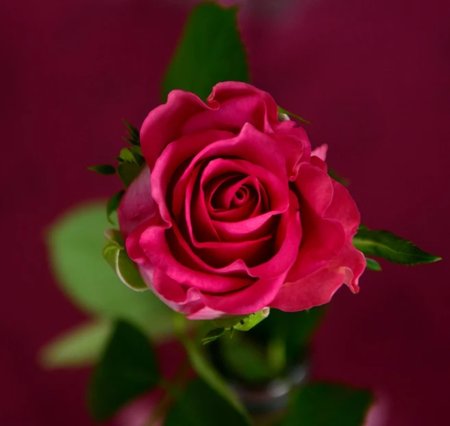 a close up of a pink rose in a vase, romanticism, deep red background, 4 k product photo