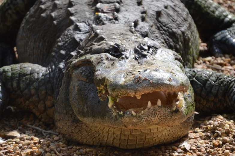 a close up of an alligator with its mouth open, a picture, pixabay, hurufiyya, bearing a large mad grin, turtle, closeup 4k, portrait n - 9