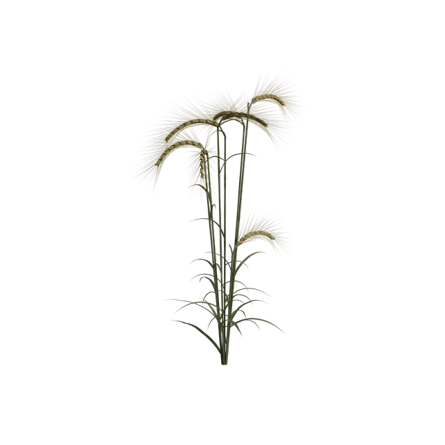 a close up of a plant on a black background, a digital rendering, hurufiyya, blossom wheat fields, lighting path traced, phone photo, ancient plants