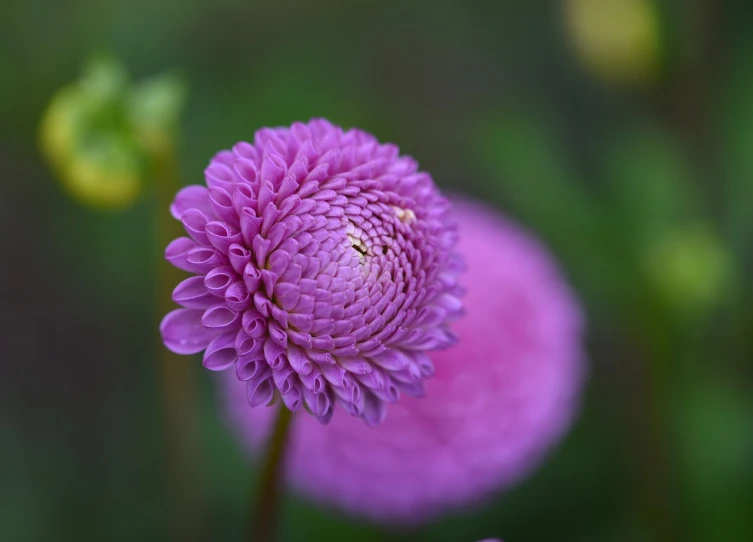 a close up of a purple flower in a field, a macro photograph, chrysanthemum, accurate and detailed, 2 0 0 mm telephoto, very sharp and detailed photo