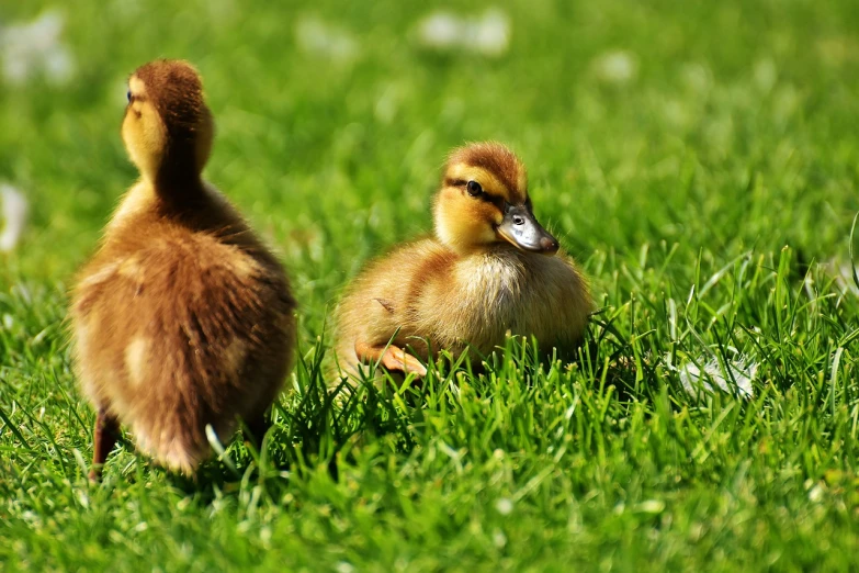 a couple of small ducks standing on top of a lush green field, pexels, laying down in the grass, closeup 4k, 🦩🪐🐞👩🏻🦳, warm spring