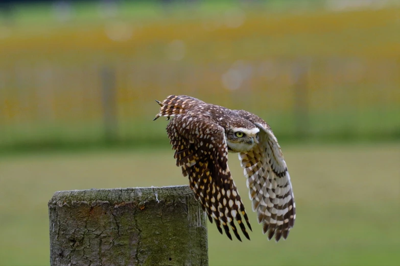 a bird sitting on top of a wooden post, a picture, by Dave Allsop, running fast towards the camera, very very small owl, high res photo, flying