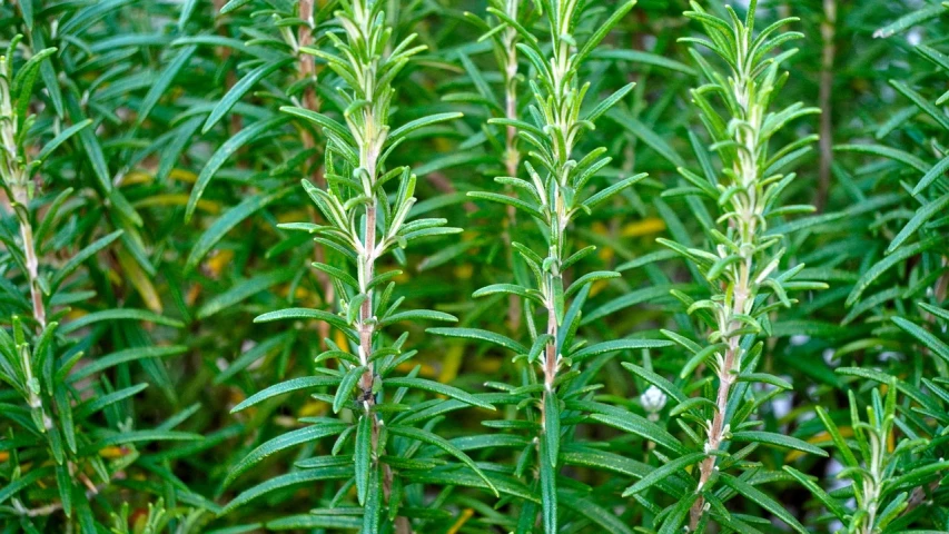 a close up of a bunch of green plants, by Robert Brackman, savory, needles, plant photography, in rows