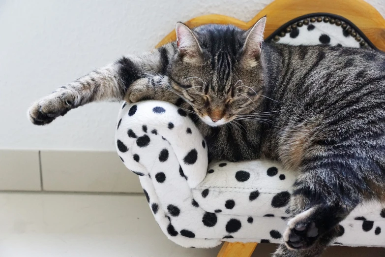 a cat that is laying down on a chair, bauhaus, polka dot, paw shot, white with black spots, foto